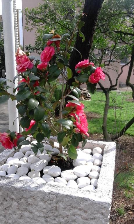 Апартаменты Apartments Budva Center 2 Будва-68