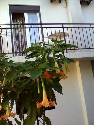 Апартаменты Apartments Budva Center 2 Будва Номер-студио с балконом-24