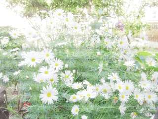 Апартаменты Apartments Budva Center 2 Будва Апартаменты "Комфорт" с 2 спальнями и террасой-12