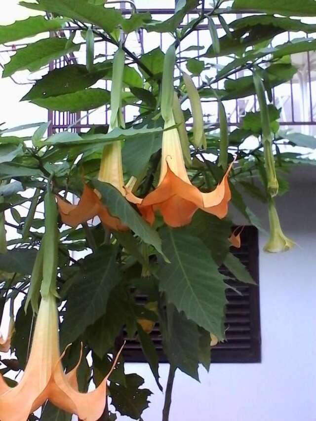 Апартаменты Apartments Budva Center 2 Будва-105